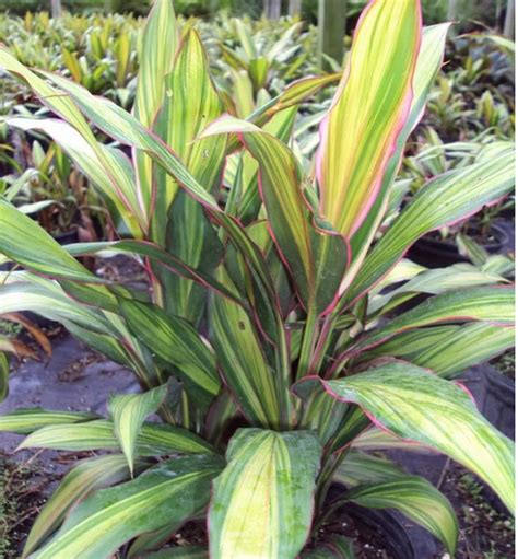 鐵樹品種|鐵樹（百合科朱蕉屬植物）